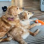 Sharptail’s Knox & Hazel Too - @sharptails_knox_and_hazel - Instagram