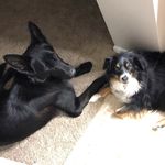 Hazel Marie & Maxx Landry - @shedding_shepherds - Instagram
