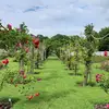 hazel11 - @larkin_hazel11 - TikTok