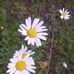 Hazel Laughlin - Facebook