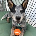 Hazel Laughlin - @crazy_hazy_bazy - Instagram