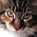 H A Z E L - @hazelthemainecoon - Instagram