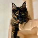 Hazel - @hazel_maincooncat - Instagram