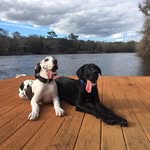 Creed Hazel Major and Mowgli - @sibling_danes - Instagram