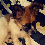 hazel ella nicholson🐶 - @hazelellanicholson - Instagram
