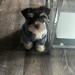 Hazel “Nicole” Lawson - @heyyyhazel_theschnauzer - Instagram