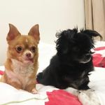 Hazel & Noel - @tongue_and_the_restless - Instagram