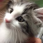 Hazel Noel - @hazel_the_cat_official - Instagram