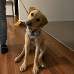 Hazel Nolan - @cooldoghazel - Instagram