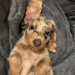 Hazel Nut Norris - @hazel_nut_norris - Instagram