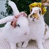 Hazel   Oakley - @nibbles120 - TikTok
