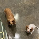 Hazel & Oakley - @hazel_and_oakley23 - Instagram