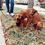 Hazel & Oakley - @hazel_and_oakley - Instagram