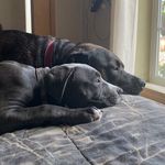 Hazel & Oakley 🐾 - @pecostaffies2020 - Instagram