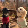 Hazel and Oakley - @hazelandoak - TikTok