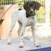 Hazel, Gert, &amp; Oakley - Facebook