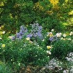 @hazeloakleycottage - Instagram