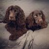Oakley&Hazel - @oakleyhazel - TikTok