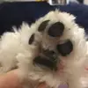 Pups rule - @oakley_brodie_hazel - TikTok