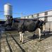 Hazel Oaks Holsteins  - Facebook