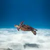 olivahazel - @olivahazel - TikTok