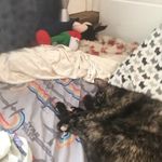 Hazel Juniper Hummel Olsen - @hazel_the_cat_cute - Instagram