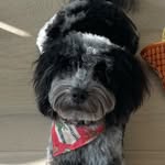 Hazel Olson - @ms.hazel_the_cockapoo - Instagram