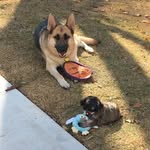 Heinz and Hazel Olson - @heinzandhazel - Instagram