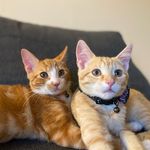 Hazel Basil & Thomas O’Malley - @the.kitkatz - Instagram
