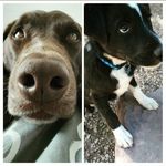 Hazel and Otto - @skunkboy.and.ottergirl - Instagram