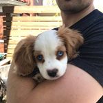 Otto & Hazel the aussaliers - @otto_and_hazel_aussaliers - Instagram