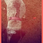 Hazel 🐕🐶 - @hazel_page - Instagram
