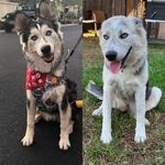 Hailey Hazel Paris Nala - @desert_pets - Instagram