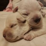 hazel&paris - @hazel_paris2 - Instagram