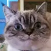 hazelpark - @hazelpark294 - TikTok