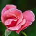 Connie Peck - Facebook