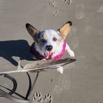 Pendleton Hazel - @pendletoncorgi - Instagram