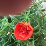 Hazel Askew Pennington - @hazel.pennington1 - Instagram