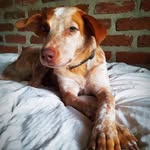 Hazel Pennington - @red_hazel_heeler - Instagram