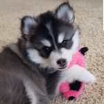 Hazel Phillips - @hazel_the_pomsky_ - Instagram