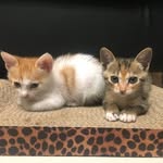 (っ◔◡◔)っ ♥ hazel & piper ♥ - @hazelnpiper - Instagram