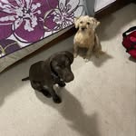 Chewie & Hazel Piper - @chewieandhazelpiper - Instagram