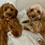 Hazel & Piper 🐾🐾 - @hazel_and_pipers_adventures - Instagram