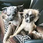Hazel & Piper 🐾🇨🇦 - @hazel_and_piper - Instagram