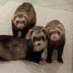 Hazel Nut, Lady Bug & Piper - @3_little_ferrets - Instagram