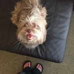 Hazel Piper - @hazeltheshihpoo - Instagram