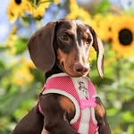 𝙷𝚊𝚣𝚎𝚕, 𝙿𝚒𝚙𝚎𝚛 & 𝙱𝚛𝚒𝚍𝚐𝚎𝚝 - @hazelnutthedachshund - Instagram