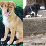 Hazel&Piper - @hazel_and_piper1718 - Instagram