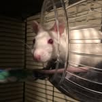 Rat Mom🐀 - @hazel.piper.olive - Instagram