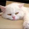 poepoephaychit - @hazel.poe - TikTok
